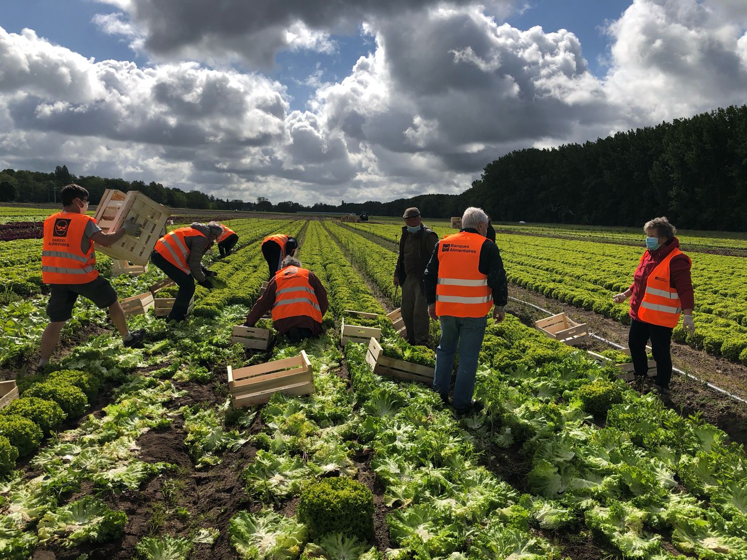 Glanages Solidaires De Salades | Solaal