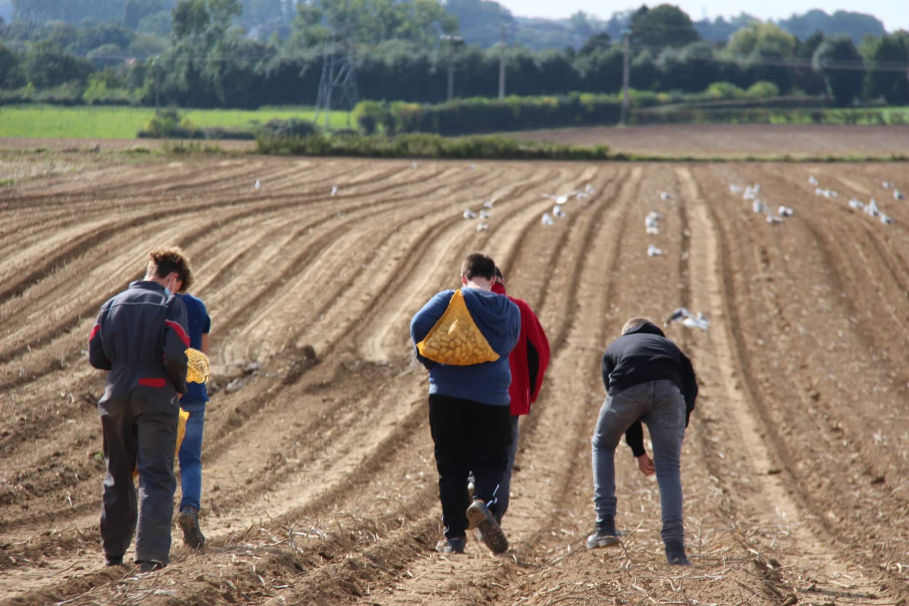 Le Glanage Solidaire | Solaal